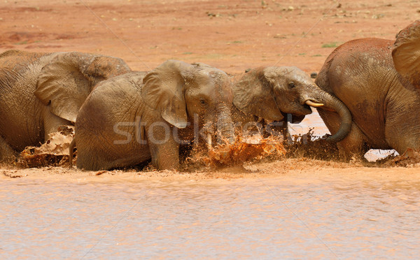 Imagine de stoc: Elefant · lac · parc · Kenia · Africa · apă