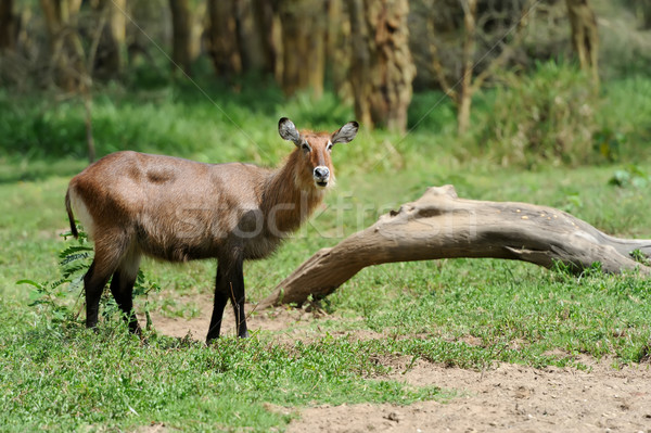 Waterbuck Stock photo © byrdyak