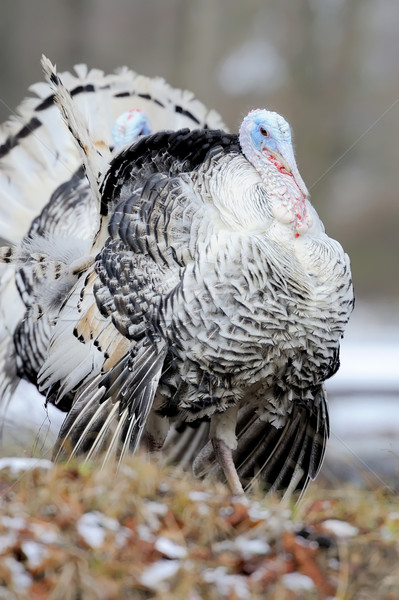 Turkey-cock Stock photo © byrdyak