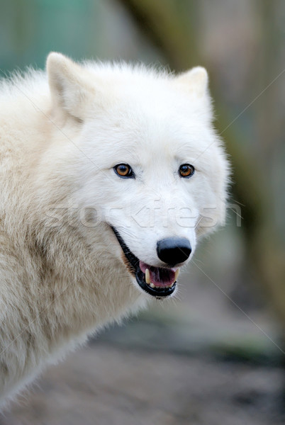 Wilk portret piękna biały lasu oka Zdjęcia stock © byrdyak