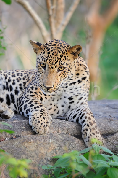 Leopardo isla Sri Lanka ojo cara Foto stock © byrdyak