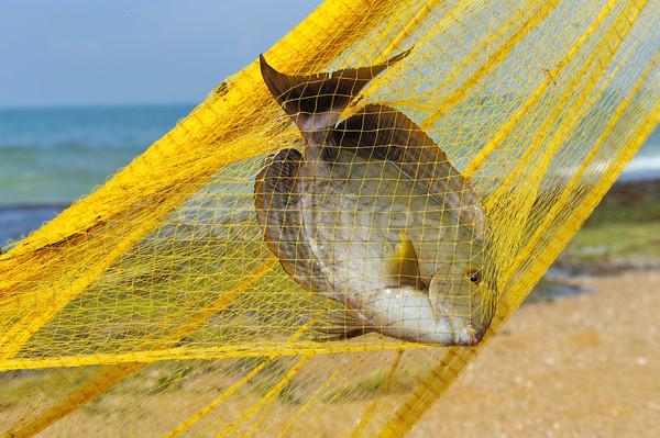 Fisch Fischerei groß gelb Hand Arbeit Stock foto © byrdyak