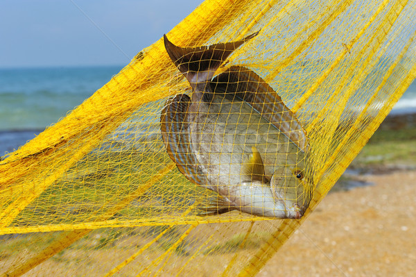 Fish in a fishing nets Stock photo © byrdyak