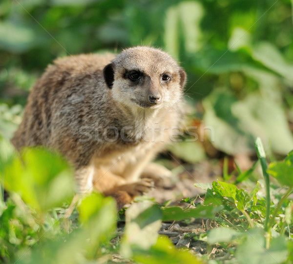 Meerkat Stock photo © byrdyak