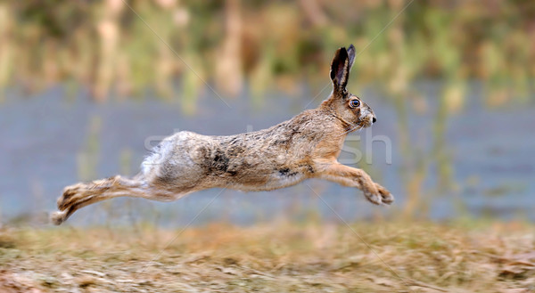 Hare Stock photo © byrdyak
