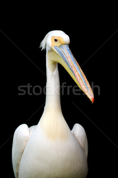 Portrait of a European white pelican Stock photo © byrdyak