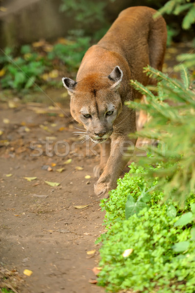 クーガー 徒歩 動物 移動 リラックス モンタナ ストックフォト © byrdyak