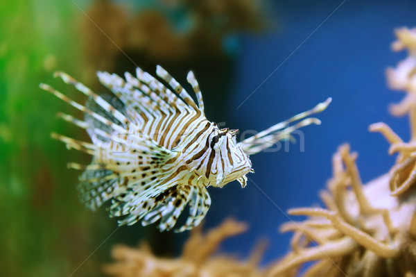 Lionfish Stock photo © byrdyak