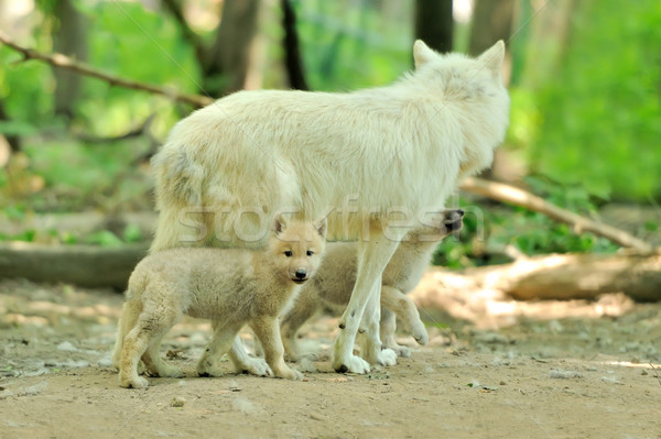 Arktisch Wolf Baby Auge Gesicht Natur Stock foto © byrdyak