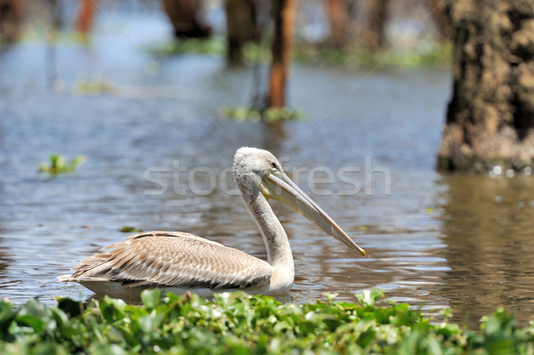 White pelican Stock photo © byrdyak