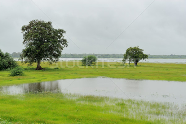 Wetlands of National Park Yala on Sri Lanka Stock photo © byrdyak