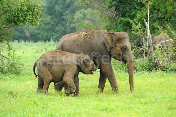 Elefantes parque Sri Lanka bebê fundo pele Foto stock © byrdyak
