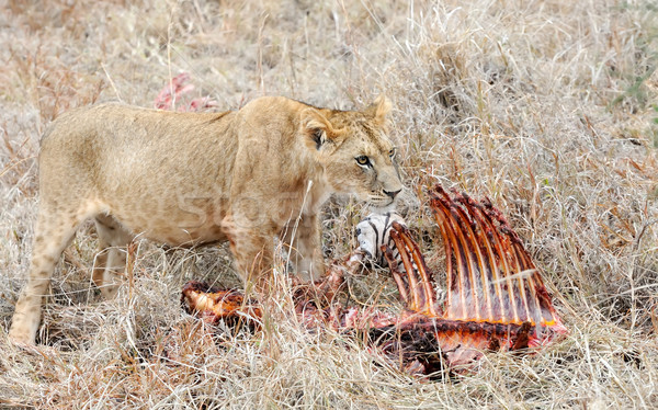 獅子 關閉 公園 肯尼亞 非洲 貓 商業照片 © byrdyak