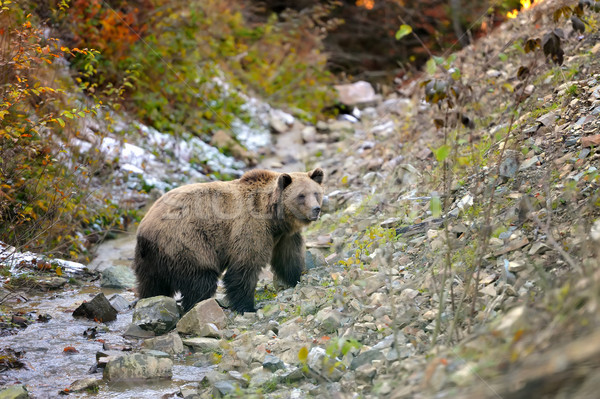 Brown bear in the forest Stock photo © byrdyak