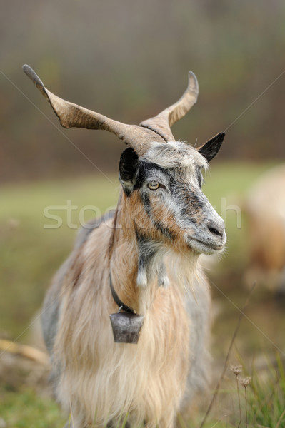 Goat Stock photo © byrdyak