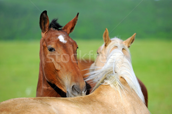 Horse Stock photo © byrdyak