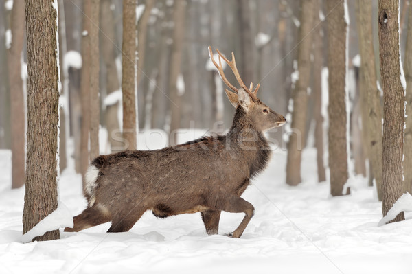 Young deer Stock photo © byrdyak