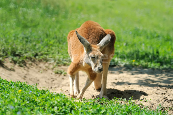 Kenguru fiatal természetes élőhely fű baba Stock fotó © byrdyak