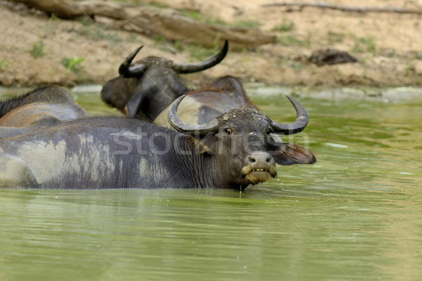 Wody jezioro Sri Lanka charakter krowy Zdjęcia stock © byrdyak