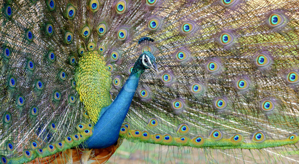 Stock photo: Peacock