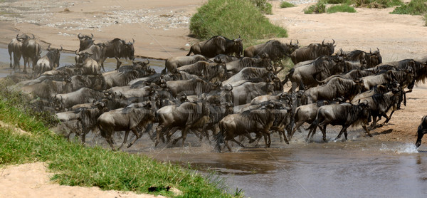 Wildebeest cross a river while migrating Stock photo © byrdyak