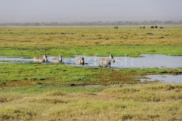 Zebra afrika park Kenia gras paard Stockfoto © byrdyak