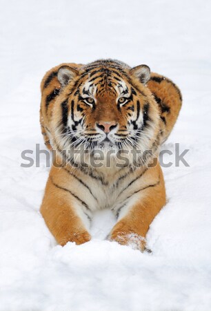 Kaplan güzel kar yüz doğa Stok fotoğraf © byrdyak