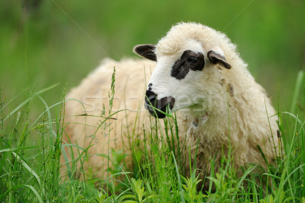 Sheep Stock photo © byrdyak