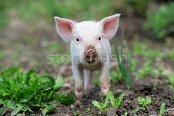 小豬 春天 綠草 農場 食品 嬰兒 商業照片 © byrdyak