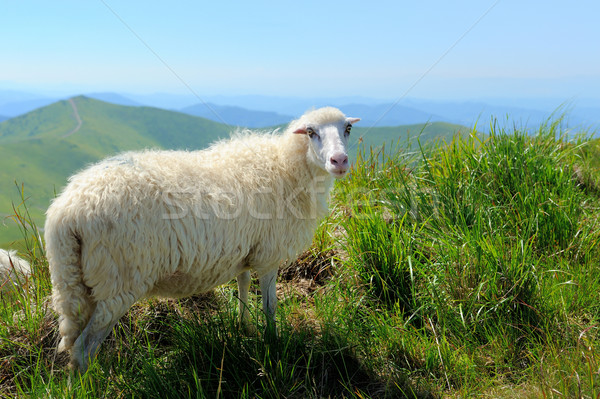 Sheep in mountain Stock photo © byrdyak