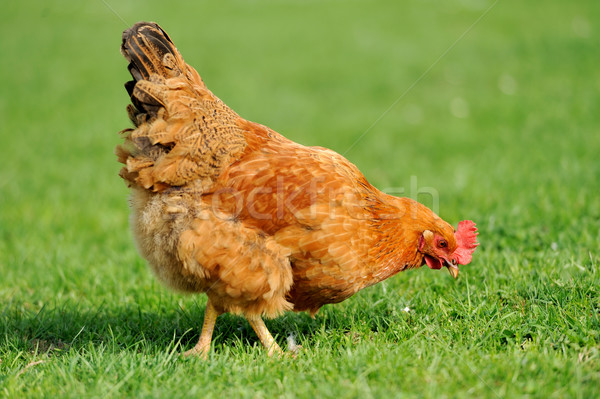 Brown chicken in grass Stock photo © byrdyak