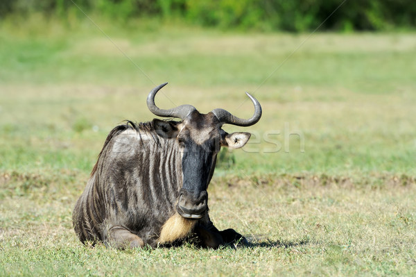 Fut poros alföld Dél-Afrika fű tehén Stock fotó © byrdyak