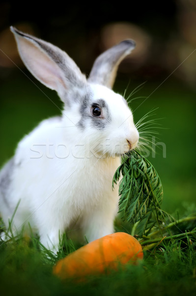 Foto stock: Rabino · bebê · grama · verão · dia · primavera