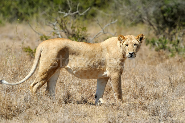 Blisko lew parku Kenia Afryki kot Zdjęcia stock © byrdyak