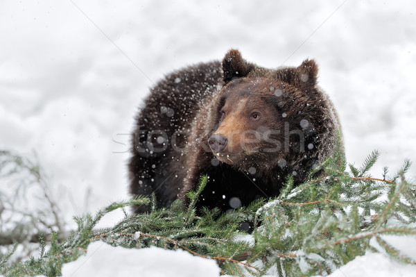 Bear Stock photo © byrdyak