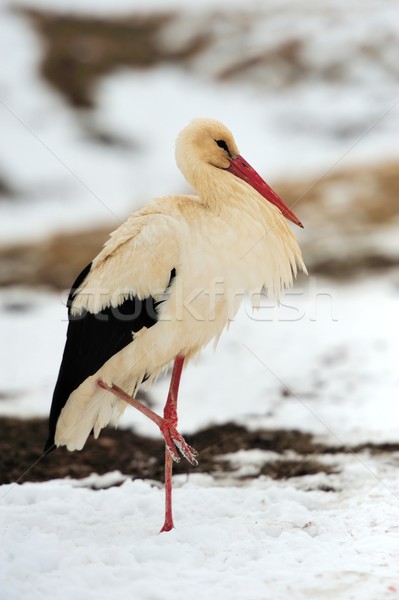 Stork Stock photo © byrdyak