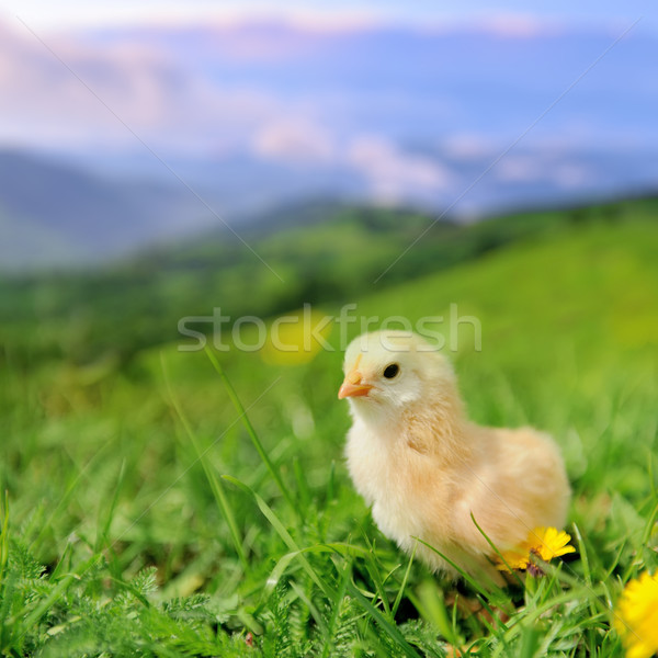 Little chicken Stock photo © byrdyak