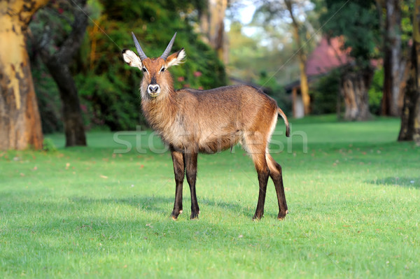 Waterbuck Stock photo © byrdyak