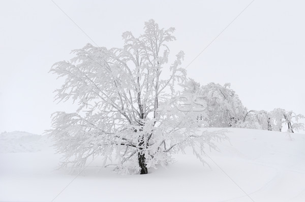 Stock fotó: Gyönyörű · tél · tájkép · hó · fedett · fák