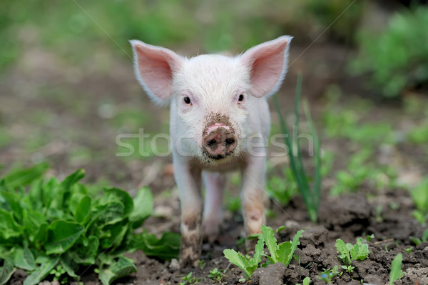 Piglet on farm Stock photo © byrdyak
