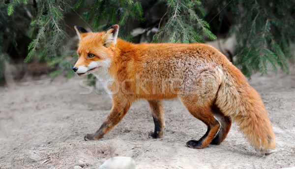 Red fox Stock photo © byrdyak