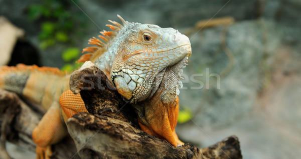 Iguana ritratto macro shot testa foresta Foto d'archivio © byrdyak