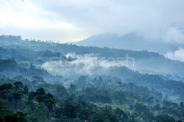 Forest and fog in the morning Stock photo © byrdyak