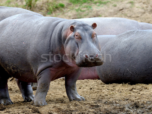 Hippo family Stock photo © byrdyak