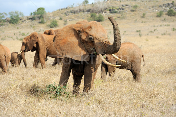 Сток-фото: слон · парка · Кения · Африка · ребенка · трава