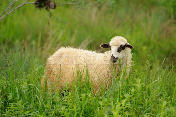 White sheep in grass Stock photo © byrdyak