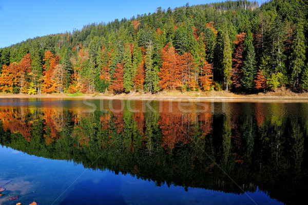 Forest lake in fall Stock photo © byrdyak