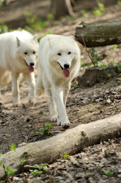 Biały wilk lesie psa lasu Zdjęcia stock © byrdyak