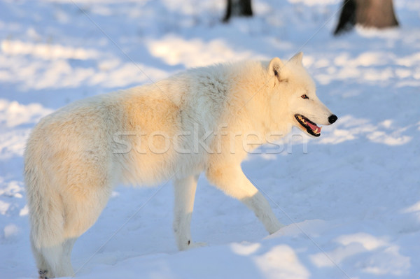Wilk piękna biały zimą twarz Zdjęcia stock © byrdyak