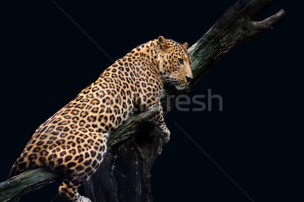 Leopard Isolated on black background Stock photo © byrdyak